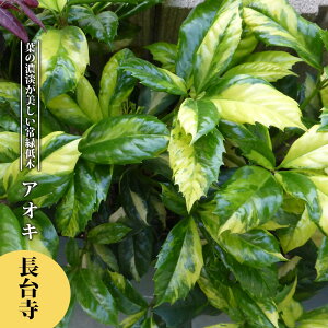 AIL y䎛 iXjz3.5|bgc yniqo[z