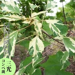 AJKV O 3.5|bgc yniqo[z