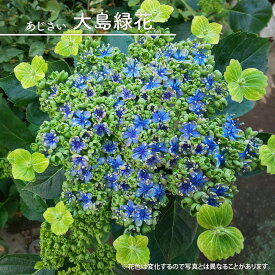 楽天市場 紫陽花 珍しいの通販