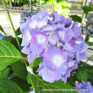 z qAWTC yslGz 3|bgc yniqo[z