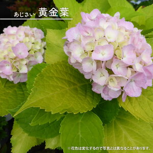 z AWTC ytz 3.5|bgc yniqo[z