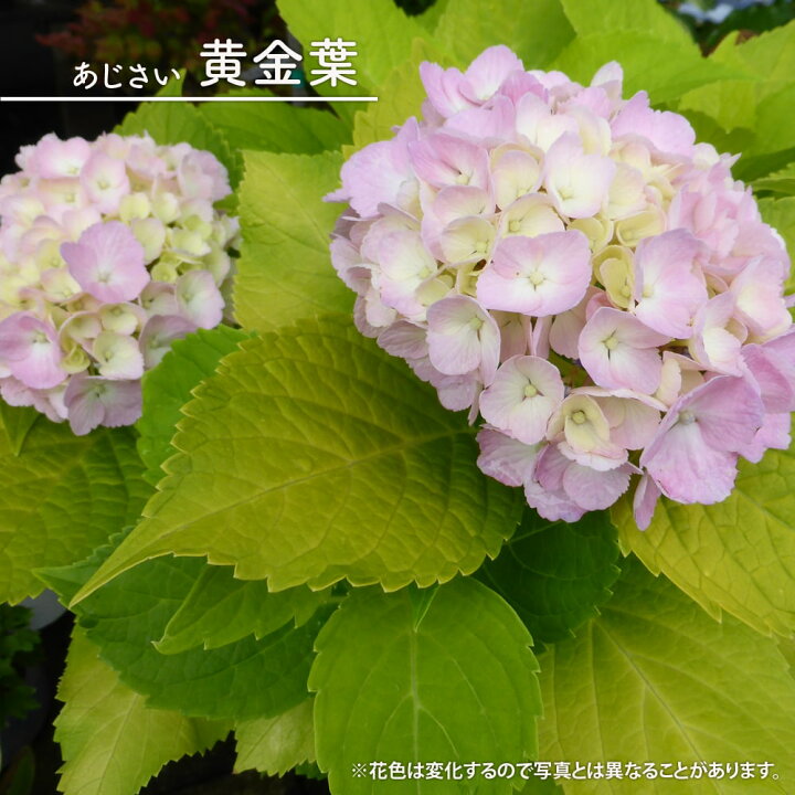 楽天市場 アジサイ 黄金葉 3 5号ポット苗 ハナヒロバリュー 苗木部 ｂｙ 花ひろばオンライン