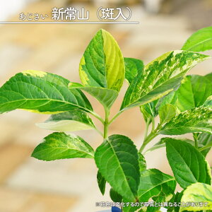 z ΃AWTC yVR z 3.5|bgc yniqo[z