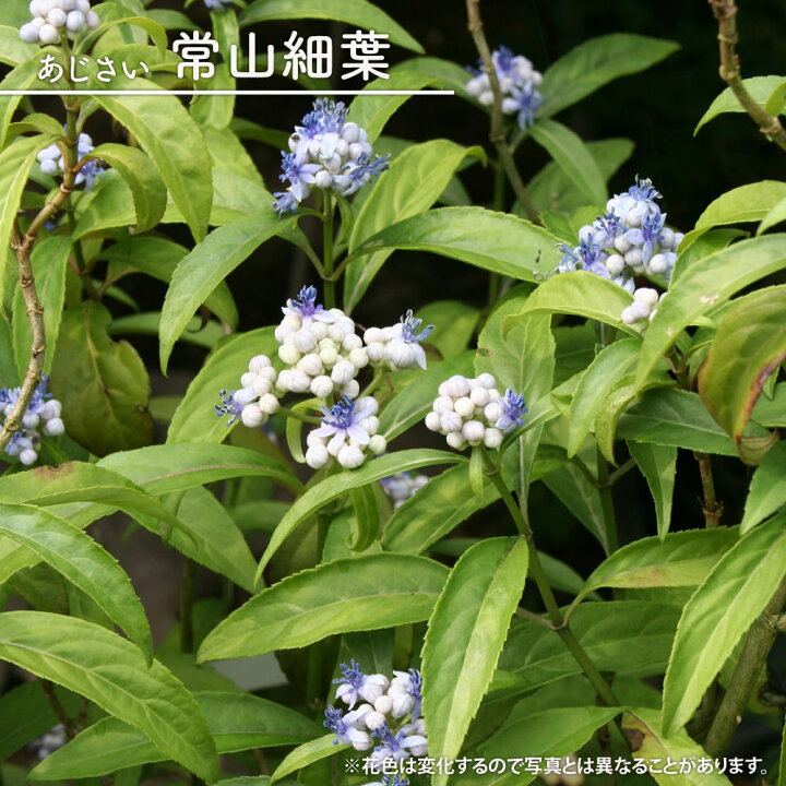 楽天市場 アジサイ 常山細葉 3 5号ポット苗 ハナヒロバリュー 苗木部 ｂｙ 花ひろばオンライン