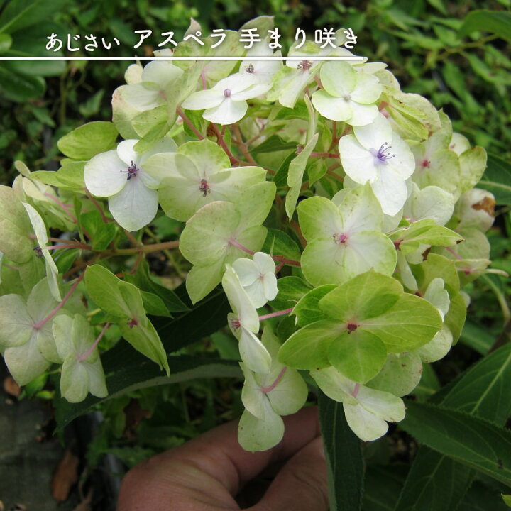 楽天市場 アジサイ アスペラ てまり咲 3 5号ポット苗 ハナヒロバリュー 苗木部 ｂｙ 花ひろばオンライン