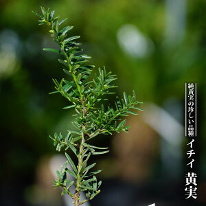 植木 盆栽 イチイの人気商品 通販 価格比較 価格 Com