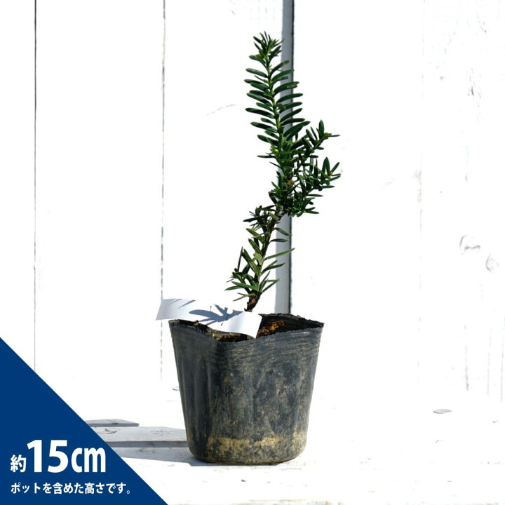 楽天市場 イチイ 黄実 3 5号ポット苗 ハナヒロバリュー 苗木部 ｂｙ 花ひろばオンライン