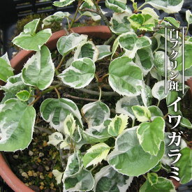 楽天市場 緑のカーテン 植木 ガーデニング 農業 花 ガーデン Diyの通販