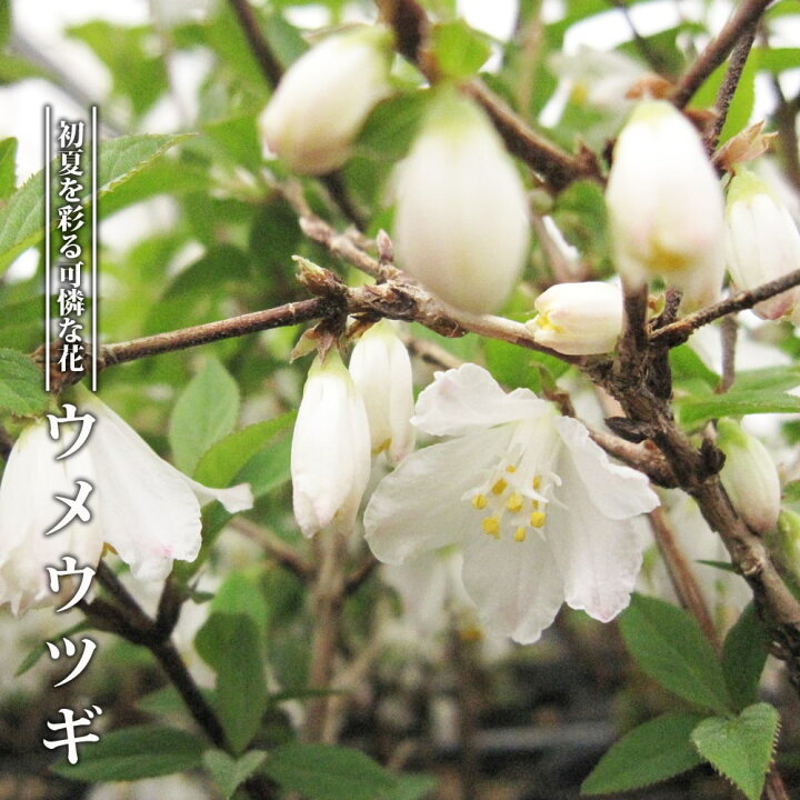 楽天市場】桃花 ウメウツギ 3.5号ポット苗 【ハナヒロバリュー 