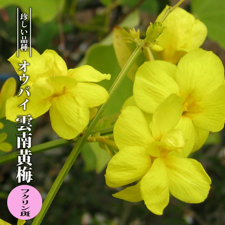 楽天市場 雲南黄梅 ウンナンオウバイ フクリン斑 3 5号ポット苗 ハナヒロバリュー 苗木部 ｂｙ 花ひろばオンライン