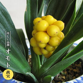 楽天市場 万年青 赤い実の通販