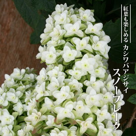 【スノーフレーク】 八重咲きカシワバアジサイ 5号ポット苗