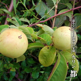 楽天市場 花 砂糖漬け 種類 植物 アジサイ の通販