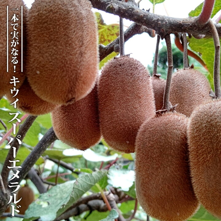 楽天市場】1本でなるキウイ苗 【スーパーエメラルド】 1年生接木苗 