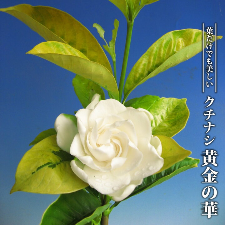 楽天市場 クチナシ 黄金の華 3 5号ポット苗 ハナヒロバリュー 苗木部 ｂｙ 花ひろばオンライン