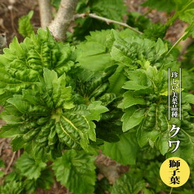 楽天市場 ララベリー 苗の通販