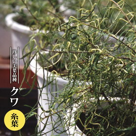 楽天市場 ララベリーの通販