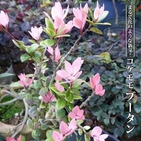 楽天市場 コケモモ 栽培 苗物 ガーデニング 農業 花 ガーデン Diyの通販