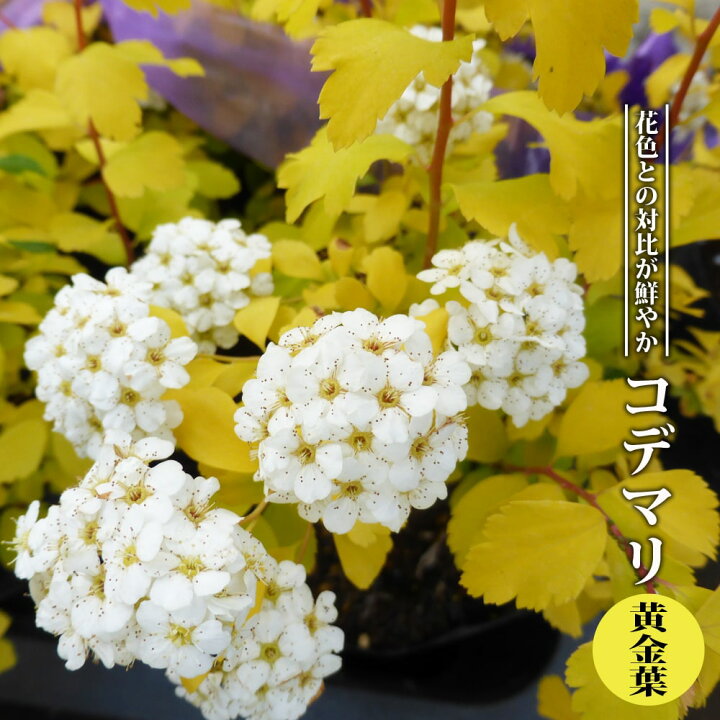 楽天市場 コデマリ 黄金葉 3 5号ポット苗 ハナヒロバリュー 苗木部 ｂｙ 花ひろばオンライン