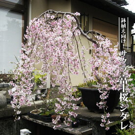 楽天市場 桜 鉢植えの通販