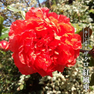 UNc ygԁz 3.5|bgc yniqo[z