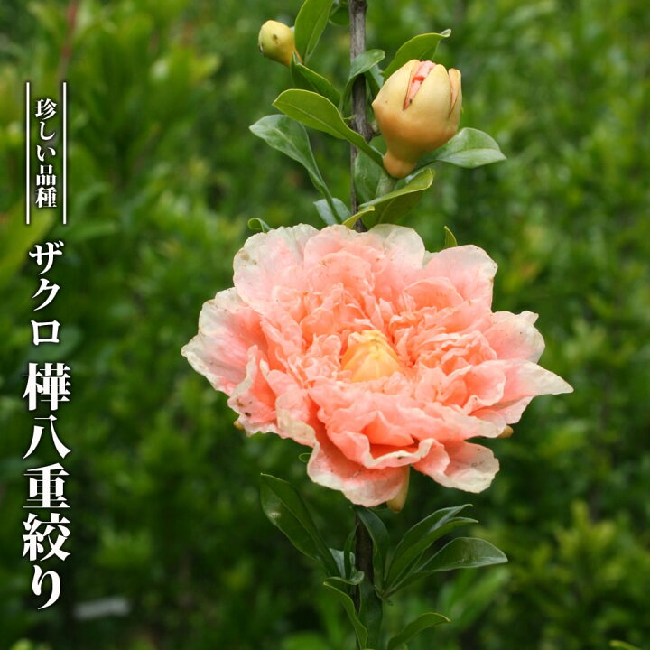 八重咲き花柘榴 花ザクロ 天絞り
