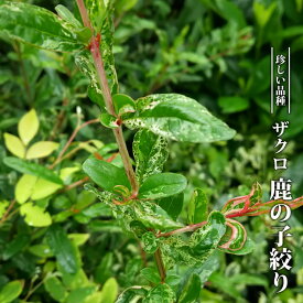 楽天市場 ザクロ 苗の通販