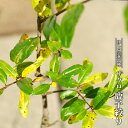 楽天市場 果樹苗 果樹全種一覧 ザクロ 苗木部 ｂｙ 花ひろばオンライン