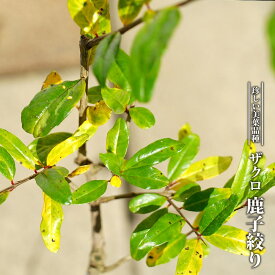 楽天市場 ざくろ 苗の通販