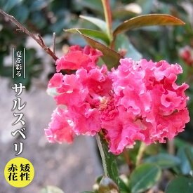 サルスベリ 矯性赤花 3.5号ポット苗 【ハナヒロバリュー】