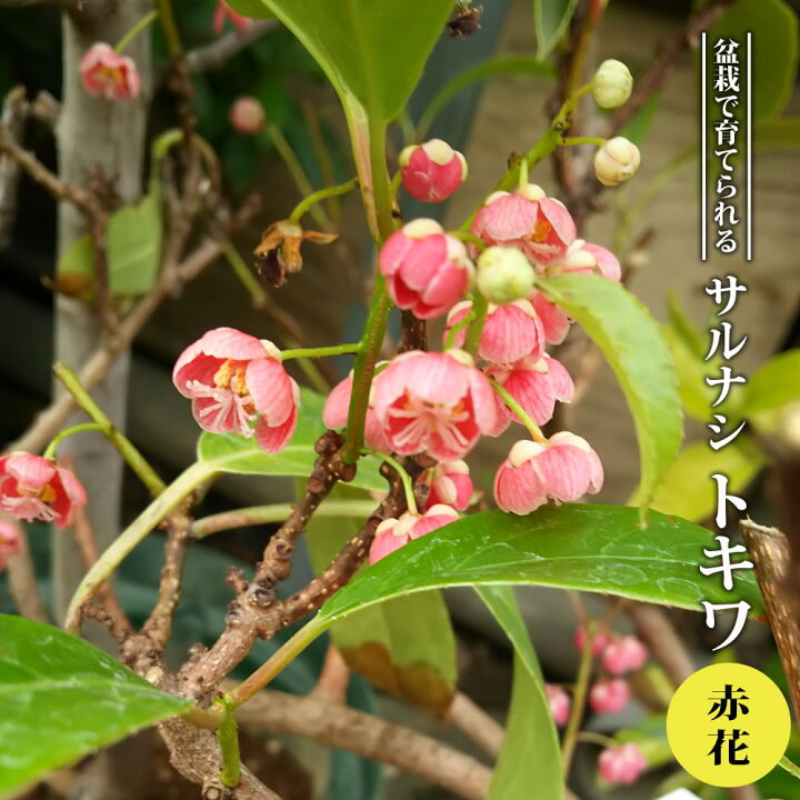 楽天市場 赤花トキワサルナシ 常緑性 3 5号ポット苗 ハナヒロバリュー 苗木部 ｂｙ 花ひろばオンライン