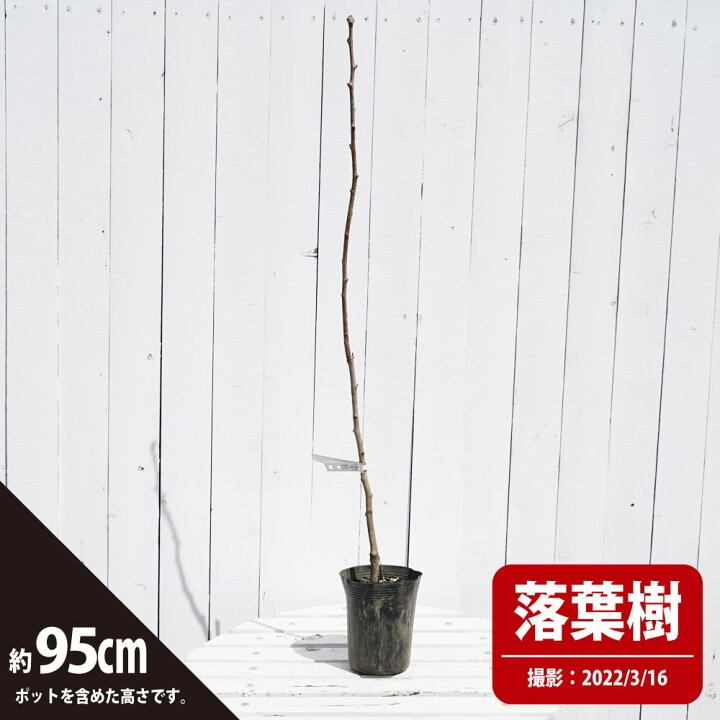 数量は多 サンザシ 苗 食用サンザシ 西安 せいあん 1年生 接ぎ木苗 Firmadys Pl