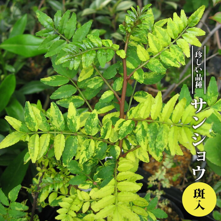 楽天市場】山椒の木 【斑入さんしょう】 3.5号ポット苗 【ハナヒロ 