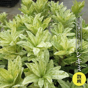 VL~ iCVE jU EFbvoGK[^ 3.5|bgc yniqo[z