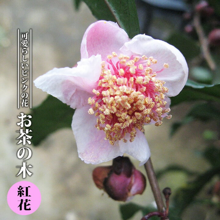 楽天市場 お茶の木 紅花 3 5号ポット苗 ハナヒロバリュー 苗木部 ｂｙ 花ひろばオンライン