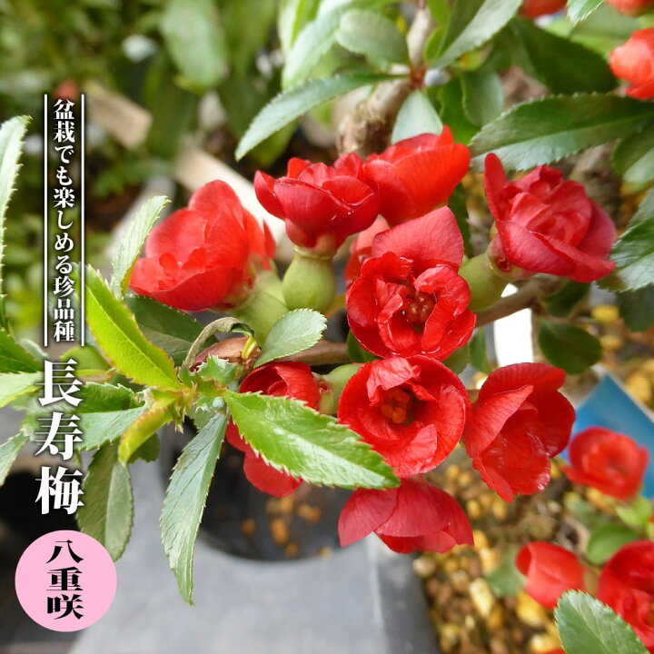 楽天市場 長寿梅 八重咲 3 5号ポット苗 ハナヒロバリュー 苗木部 ｂｙ 花ひろばオンライン