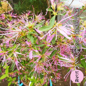 珍しい 花 苗の人気商品 通販 価格比較 価格 Com