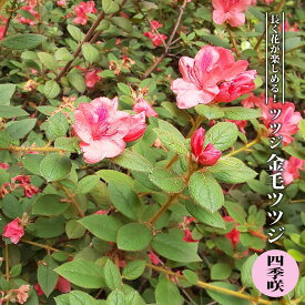 楽天市場 ツツジ 油かすの通販