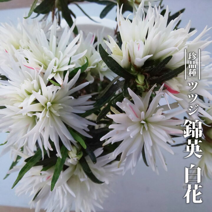 楽天市場 ツツジ 錦英 白花 3号ポット苗 挿し木 ハナヒロバリュー 苗木部 ｂｙ 花ひろばオンライン