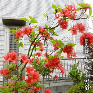 }ccW y_z 3.5|bgc yniqo[z