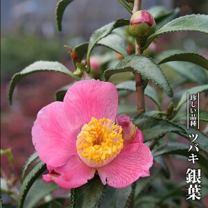 coL t 3.5|bgc yniqo[z