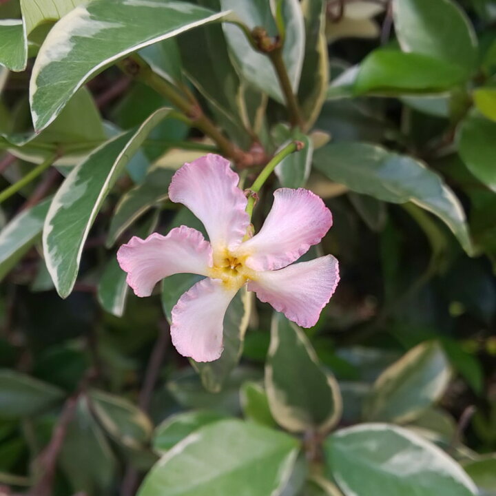 楽天市場 斑入り テイカカズラ 桃香 3 5号ポット苗 苗木部 by 花ひろばオンライン 楽天市場 斑入り テイカカズラ 桃香 3 5号ポット苗 苗木部 by 花ひろばオンライン