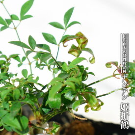 楽天市場 南天 鉢植えの通販