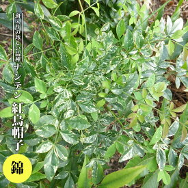 楽天市場 苗 南天 種類 植物 ヤマブキ の通販