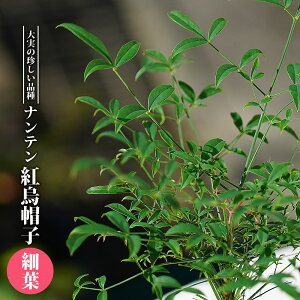 ナンテン 種の人気商品 通販 価格比較 価格 Com ナンテン 種の人気商品 通販 価格比較 価格 Com