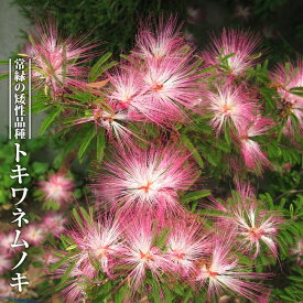 楽天市場 ネムノキ エバーフレッシュ 花の通販