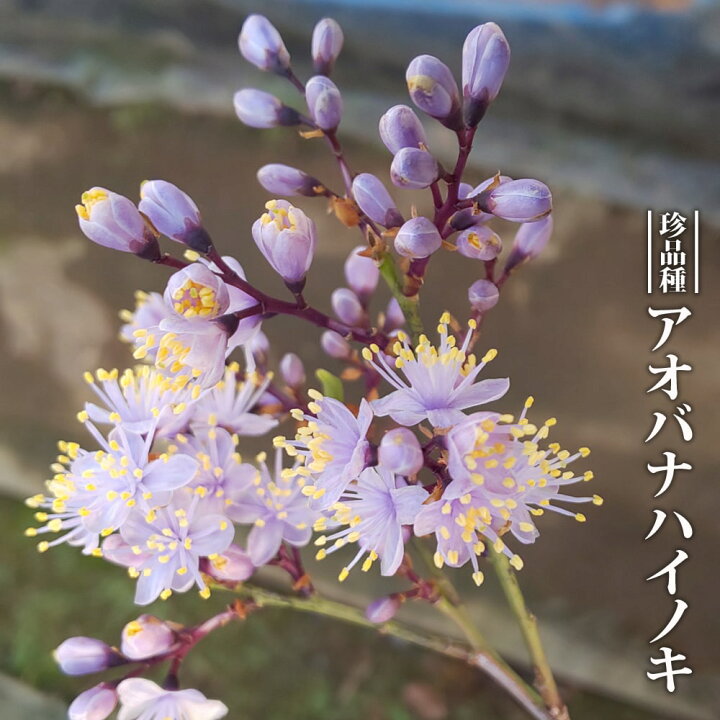 楽天市場 ハイノキ 青花 3 5号ポット苗 挿し木 ハナヒロバリュー 苗木部 by 花ひろばオンライン 楽天市場 ハイノキ 青花 3 5号ポット苗 挿し木 ハナヒロバリュー 苗木部 by 花ひろばオンライン