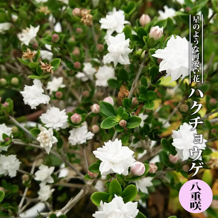 楽天市場 八重咲き ハクチョウゲ 3 5号ポット苗 ハナヒロバリュー 苗木部 ｂｙ 花ひろばオンライン
