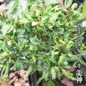 楽天市場 榊 育て方 鉢植えの通販