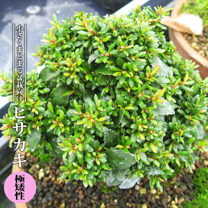 qTJL y␫z 3.5|bgc yniqo[z